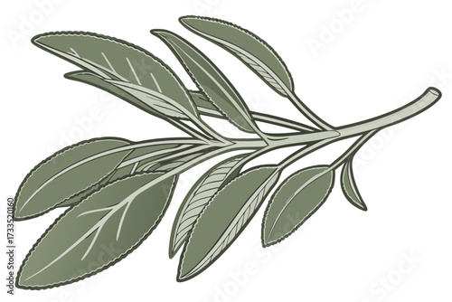 Sage leaf vegetable soft and gray