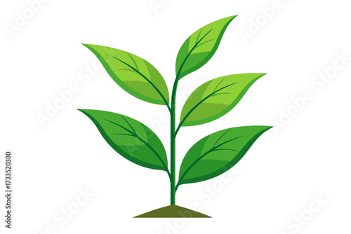Tea plant isolated on white background