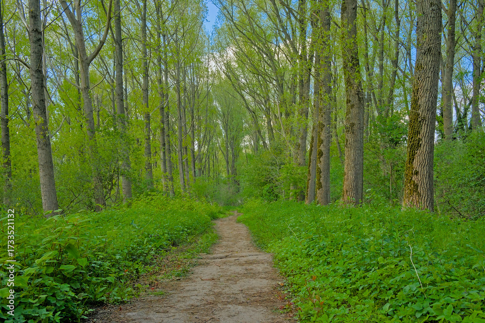 Obraz premium Hiking trail in a fresh spring beech forest in Vinderhoutse Bossen nature reserve, Ghent, Flanders, Belgium