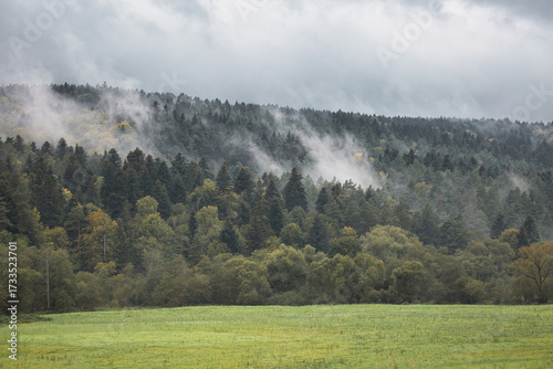 A misty, foggy forest with trees and a grassy field