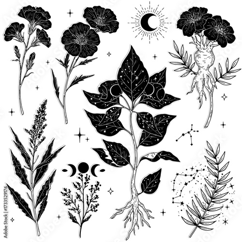 A captivating collection of mystical botanical illustrations featuring various plants, celestial symbols, and astrological elements in a stark black and white style.