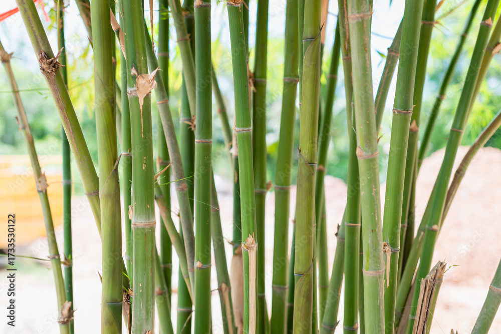 Obraz premium Bamboo growth in a natural setting close-up serene environment greenery focus