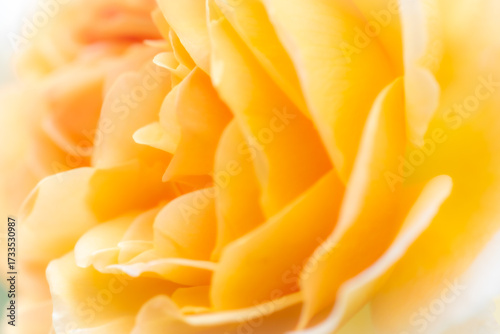 Wallpaper Mural "Friendship" is the flower language, the yellow rose Torontodigital.ca