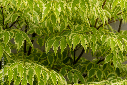 Wallpaper Mural Cornus kousa dripping bright green leaves Torontodigital.ca