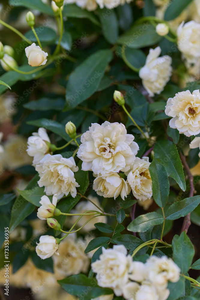 Fototapeta premium モッコウバラ