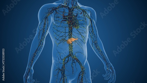 Pancreatic Cells Stimulating Higher Insulin Production Levels