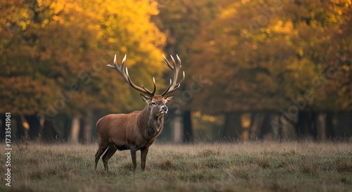 Majestic Stag in Autumnal Forest: Golden Light and Antlered Beauty.