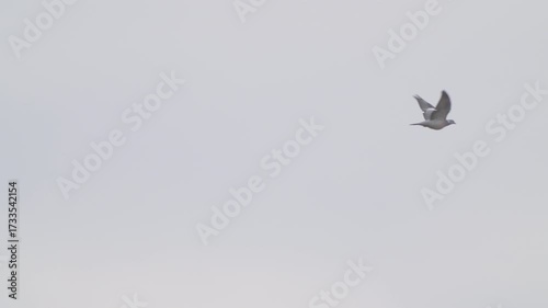 Wood Pigeon (Columba palumbus) in flight. Bird in flight