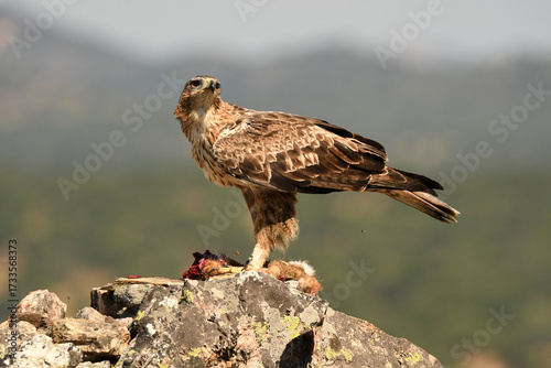 aguila perdiceraen extremadura