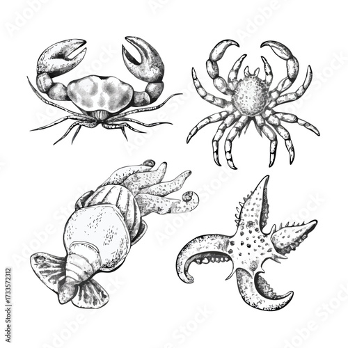 Monochrome Ink Sketch Set of Marine Life for Packaging and Editorial Design