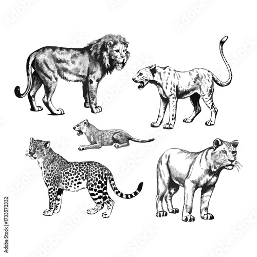Monochrome Engraved Wildlife Set of Feline Predators for Editorial Design