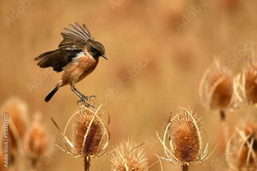 tarabilla entre los cardos en otoño