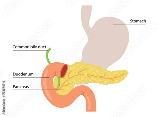 Pancreas or Pancreatic with organs for education material, brochure, website, medical portal, atlas, textbook, presentation, medical, healthcare concepts.	
