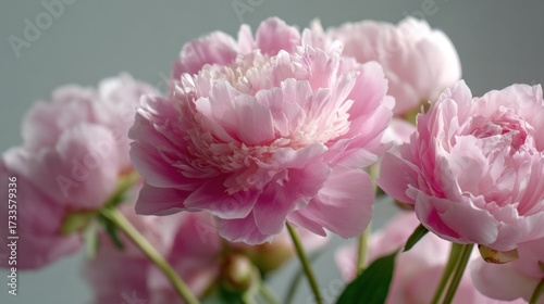 Soft pink peonies bloom beautifully, adding elegance and charm to any spring setting