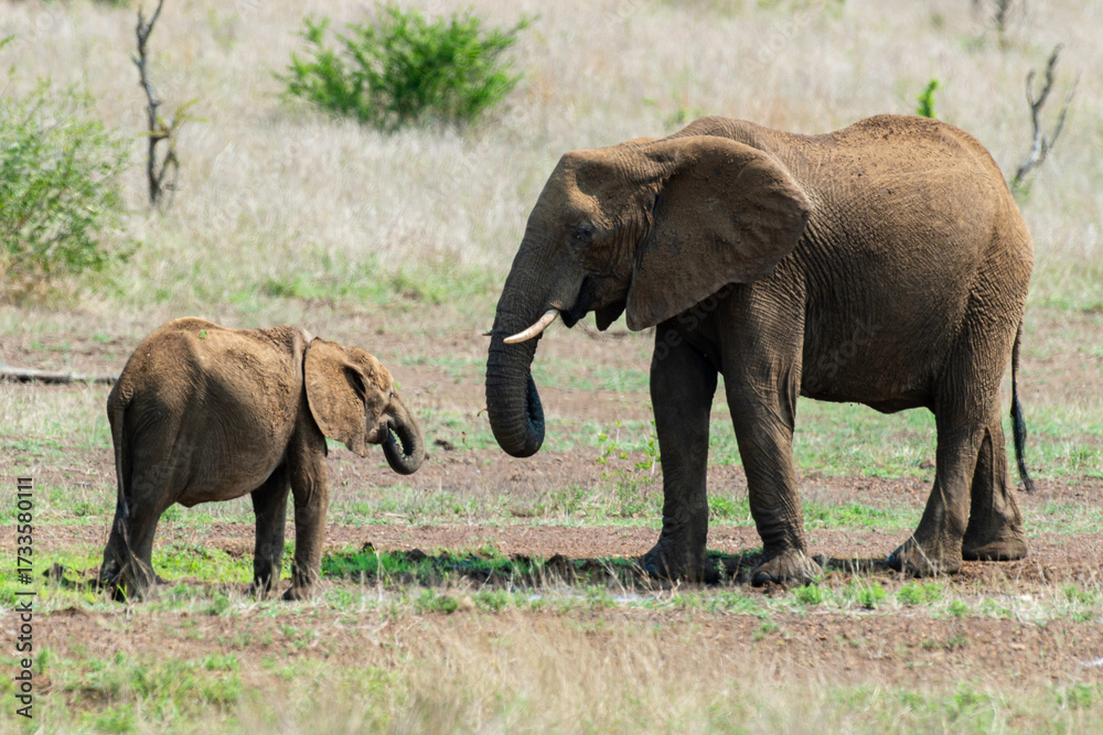 Fototapeta premium Éléphant d'Afrique, femelle et jeune, Loxodonta africana, Parc national Kruger, Afrique du Sud