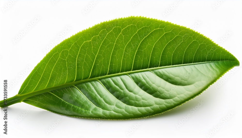 Obraz premium Green Tea Leaf Isolated On White Background