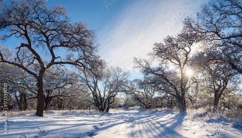 Texas Winter Woods Landscape During Snow Weather In Cold Season Outdoors
