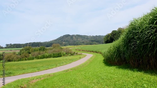 switch grass in summer on a field in Germany, whole field and closeup