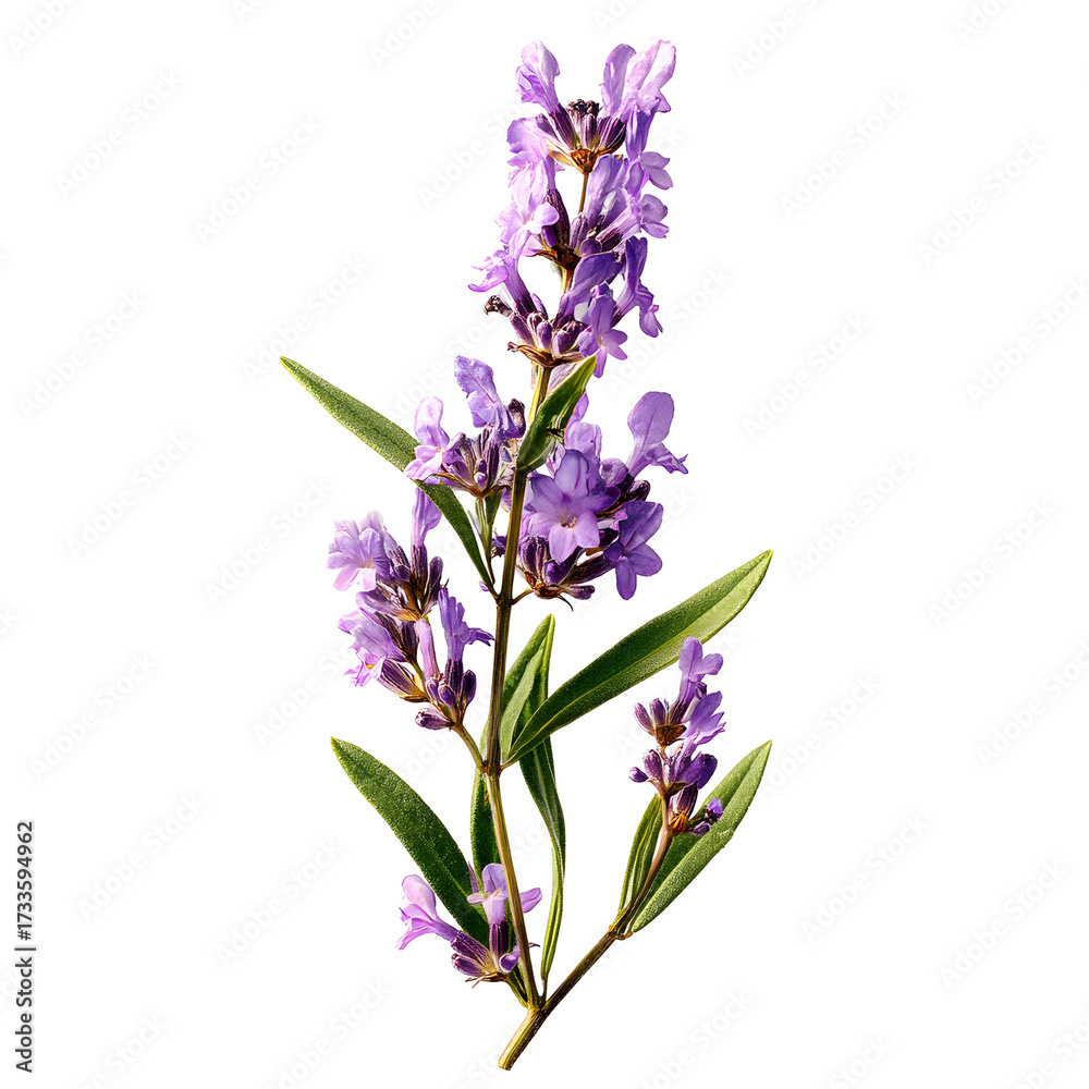 Naklejka premium lilac flowers isolated on white background