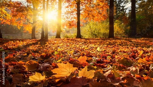 Close Up Of Colorful Fallen Autumn Leaves Covering The Ground In A Forest Beautiful Fall Season Background With Warm Sunlight Filtering Through The Trees