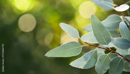 Silvery Eucalyptus Leaves On A Branch Against A Blurred Green Background Closeup Aromatherapy