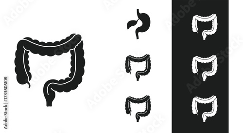Anatomical illustration of the human large intestine and its varying representations