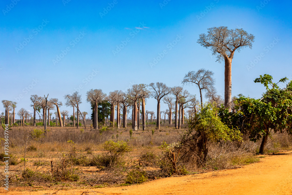 Obraz premium Iconic view of columnar baobab trees in the characteristic dry landscape surrounding Morondava, on the west coast of Madagascar