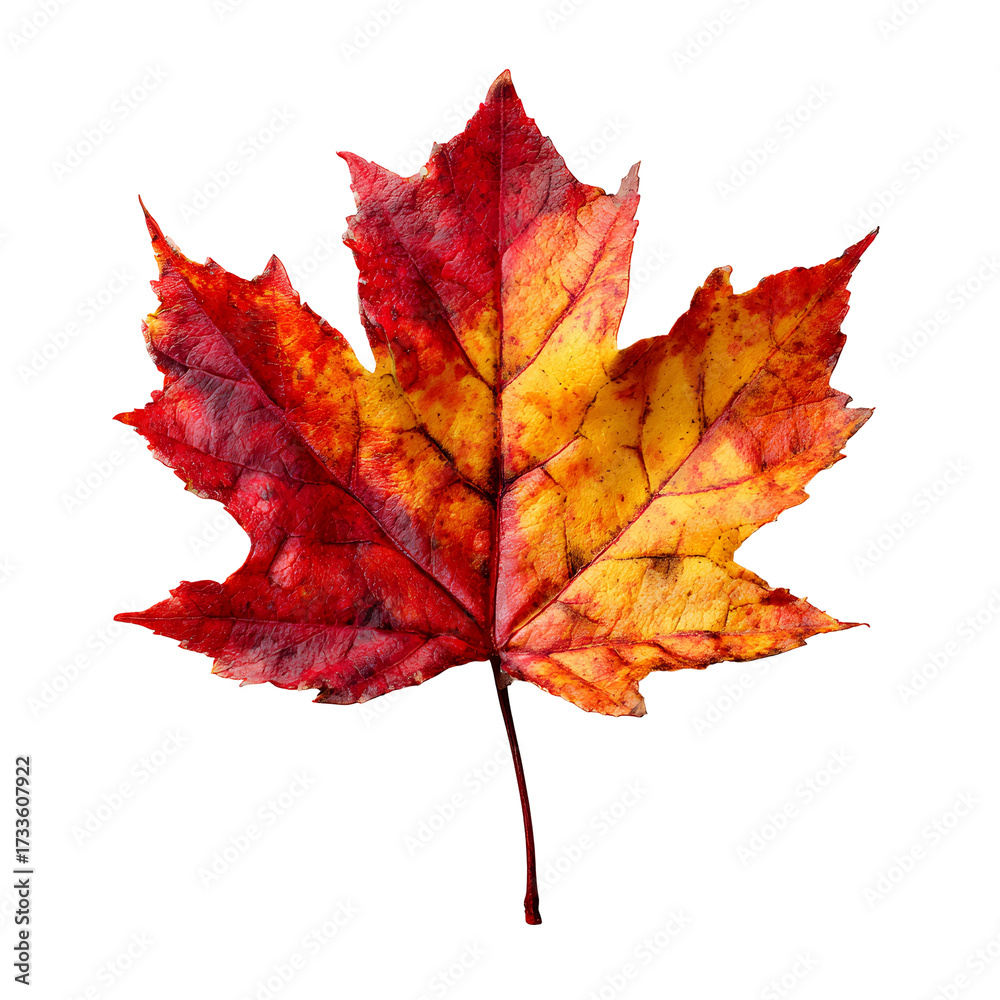 Obraz premium autumn maple leaf