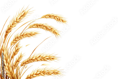 Golden wheat stalks with detailed texture isolated on transparent background. Ear of wheat spikelet isolated on white background.
