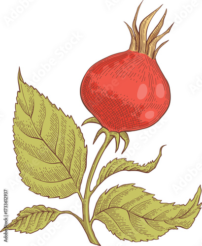 Hand drawn vector autumn elements. Fall leaves, mushrooms, maple, acorns, berries, oak, pumpkins. Harvest time. Colored trendy illustration Autumn floral stickers