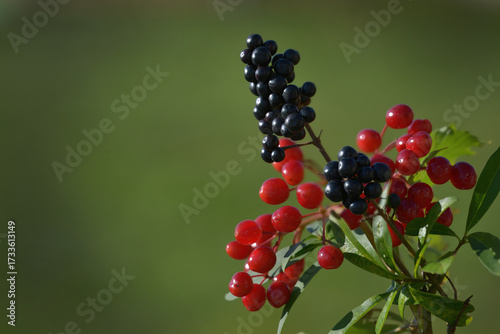 verschiedene Herbstbeeren