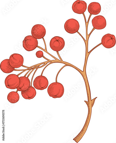 Hand drawn vector autumn elements. Fall leaves, mushrooms, maple, acorns, berries, oak, pumpkins. Harvest time. Colored trendy illustration Autumn floral stickers