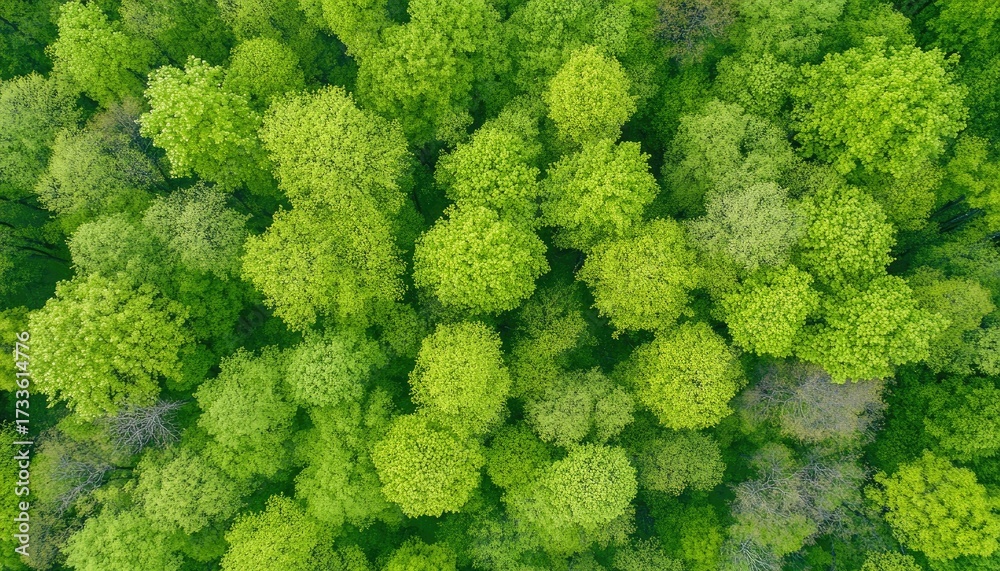 Fototapeta premium Lush green forest canopy seen from above (1)