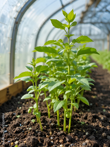 Wallpaper Mural Seedlings of pea and soy  growing  in sunny greenhouse Torontodigital.ca