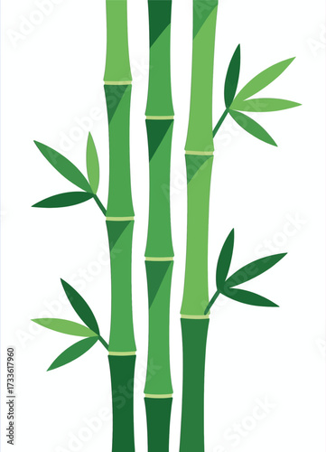 Elegant bamboo stems with fresh green leaves against a white background