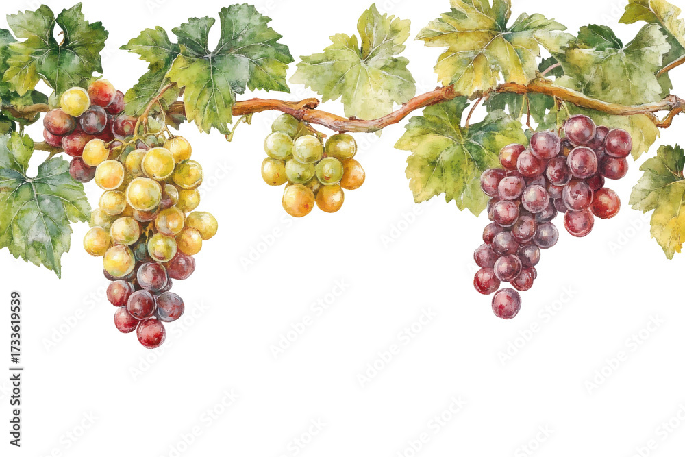 Fototapeta premium Bunches of ripe red and green grapes hanging from a vine isolated on transparent background. Grapes isolated on white background.