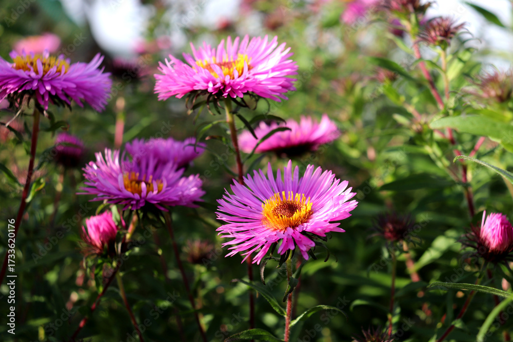 Fototapeta premium Pink and purple asters with yellow centers and buds on a sunny autumn day in a garden flowerbed - horizontal color photo, close-up