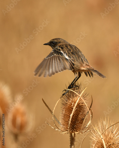 tarabilla entre cardos