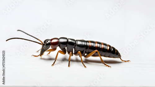 Wallpaper Mural European earwig insect on a clean white background. Pest control concept. Earwigs in particular can be quite nuisance insects inside a home. Torontodigital.ca