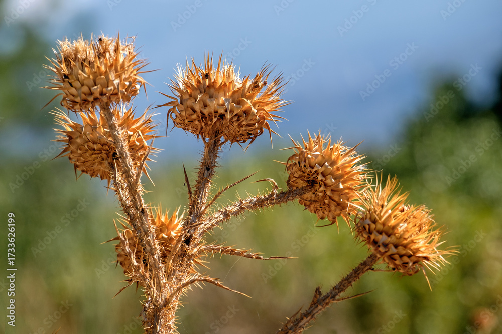 Obraz premium Vertrocknete Distel, Peloponnes, Griechenland. 25051.jpg