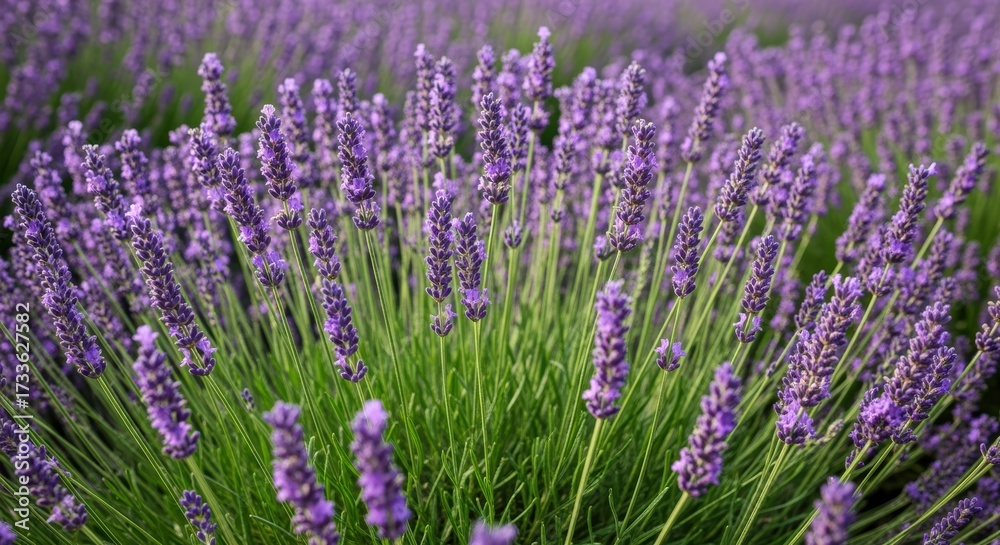 Fototapeta premium Vibrant lavender plants display their distinctive purple flower spikes rising from green stems. The aromatic herb showcases characteristic blooms in full splendor, creating a soothing scene.