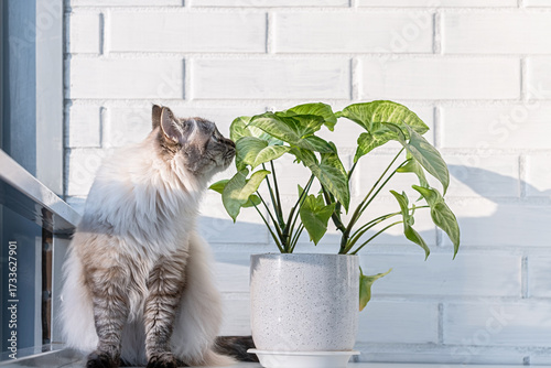 Konstfotografi Neva masquerade siberian cat sniffs syngonium houseplant in stylish pot on windo