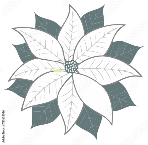Stylized white poinsettia flower with dark green leaves and gray outlines