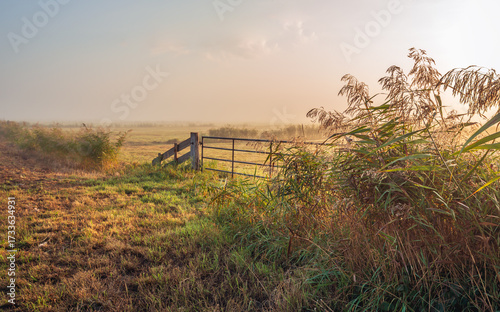 An iron gate on an early, somewhat misty autumn morning. In the foreground, reeds are in bloom. Everything is still wet with morning dew. The photo was taken in the Dutch province of North Brabant.