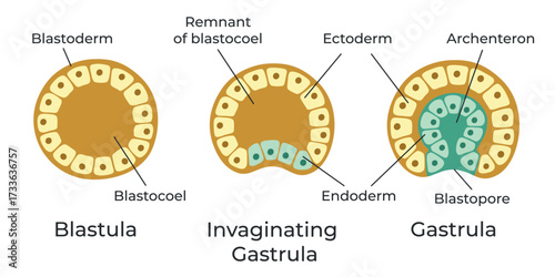 The stages of segmentation of a fertilized ovum. Human embryonic development. Blastula, gastrula. Vector medical illustration.