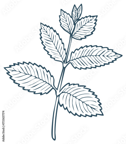 Mint sprig line art illustration. Decorative herb with serrated leaves botanical illustration