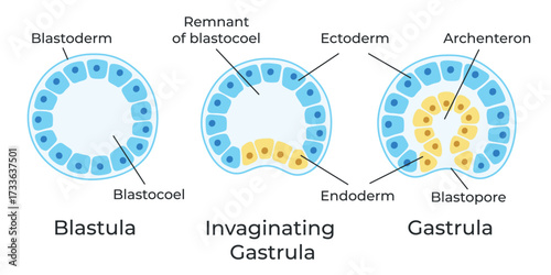The stages of segmentation of a fertilized ovum. Human embryonic development. Blastula, gastrula. Vector medical illustration.