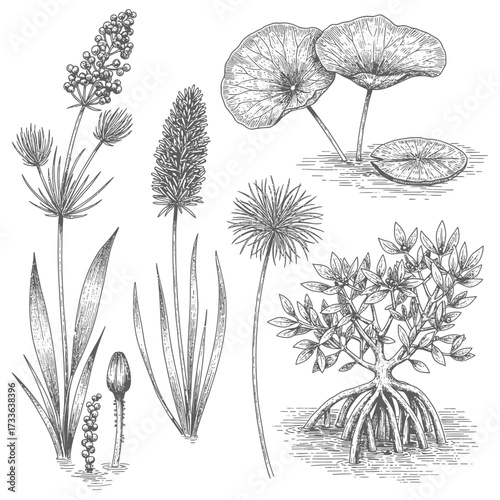 Detailed botanical illustration featuring various aquatic plants, including water lilies, mangrove, and other unidentified species, rendered in a vintage etching style.