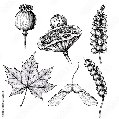 Botanical illustration featuring a poppy seed head, lotus seed pod, maple leaf, maple seeds, and a flowering plant, all rendered in a detailed, vintage-style engraving.