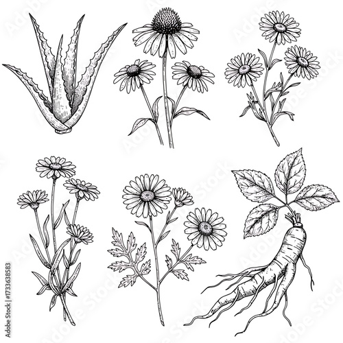 A collection of botanical illustrations featuring aloe vera, echinacea, chamomile, and ginseng plants, rendered in a detailed, vintage-style line drawing.